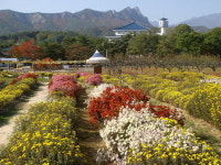 척산온천 국화 드시러 오세요