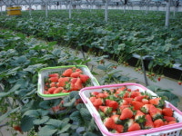 속초 응골딸기 본격 출하