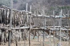[월요현장] 명태 수입가 폭등 용대 황태산업 위기