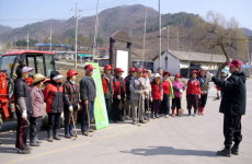 화천 신읍 1리 매실 식목