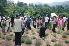 [내고장 우리마을] 고성 어천3리 라벤더마을