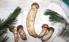 대물 양양송이 출현 화제