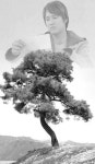 [영화 속 강원도] 36. 정선 신동읍 새비재 소나무