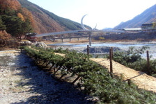 정선 여량면 아우라지 섶다리