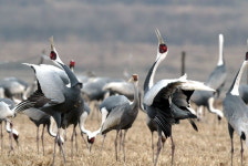 허공 가르는 날개짓 우아한 춤사위 보듯