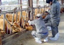 고성 구제역 백신 접종