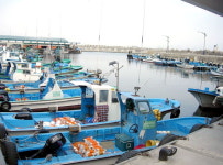 [강원의 항ㆍ포구] 동해 대진항