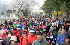 지그재그길 걸으며 벚꽃향 만끽