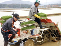 첫 모내기