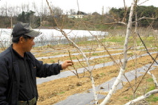 과수원 꿀벌 없어 한숨만 가득