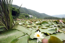 게으른 걸음걸이마저 허락된다