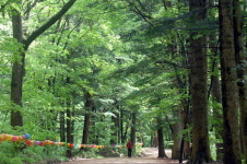 휘적휘적 푸른 숲길 걷는다