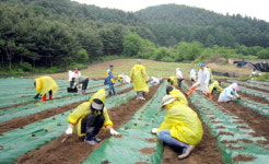 춘천시농업기술센터 농촌일손돕기