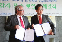 한국 토종감자 세계 진출