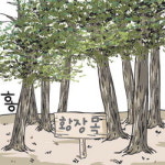 강원도 소나무