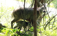 양구 산양증식복원센터 올 세번째 산양 탄생