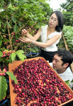 신토불이 커피 수확