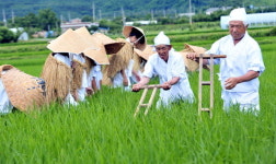 김매는 소리 강릉 학산오독떼기 시연