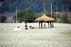 메밀꽃 필 무렵 봉평에 가면 향기에 취하고 문학에 동하네