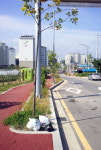 가로수 부적합 목백합 고사 논란