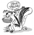 강원도 다람쥐