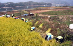 LH공사 강원본부 농촌 일손돕기