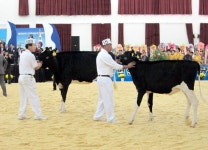 철원 젖소 전국 챔피언