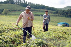 홍천도라지더덕휴게실 | 홍천서 '황금더덕' 재배 성공