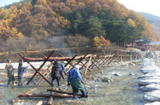 정선 아우라지 섶다리 만든다