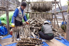 황태축제 대비 관태작업