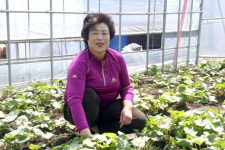 288. 양채봉 통장 (태백시 삼수동 25통)