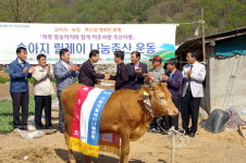 강원농협 송아지 전달