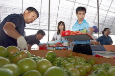 소양강토마토 수도권서 만나요