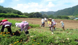 어르신~ 노인농장서 제2의 꿈 키우세요
