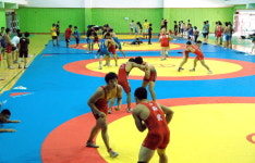 평창읍 레슬링 전지훈련장 각광