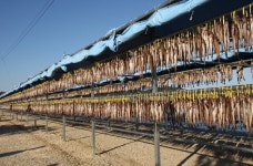 고성태 명품화… 경제 명성 일자리 일거삼득