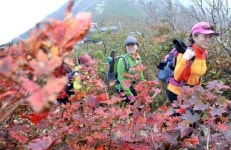 서둘러 물든 설악산 단풍