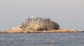 속초 조도 백화현상 주범 조류 어떡하지