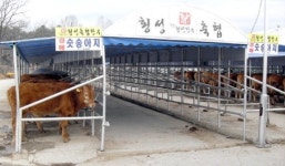 암소 감축정책… 임신한 소도 도축
