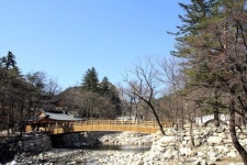 심산유곡에 꼭꼭 숨은 봄꽃 찾으러 왔단다