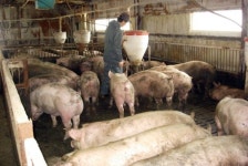 돼지값 반토막… 한돈農 다 죽는다