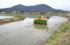 춘천 첫 모내기