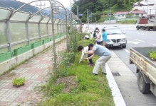 정선 신동읍 바르게살기협 국도변 꽃길 조성