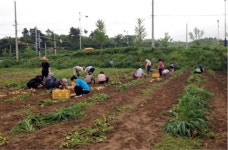 속초 조양동 주민단체 보람농장 운영