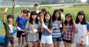 홍천 오안초 찰옥수수 수확