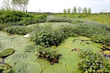 경포 습지·저류지 新 관광명소