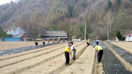 강원경찰청 평촌1리 농촌일손돕기