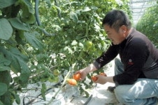 [평창]평창 재산영농조합 토마토 첫 출하