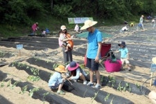 [횡성]고구마 체험농장서 자연과 교감