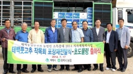 [태백]태백 풋고추 초도물량 출하식